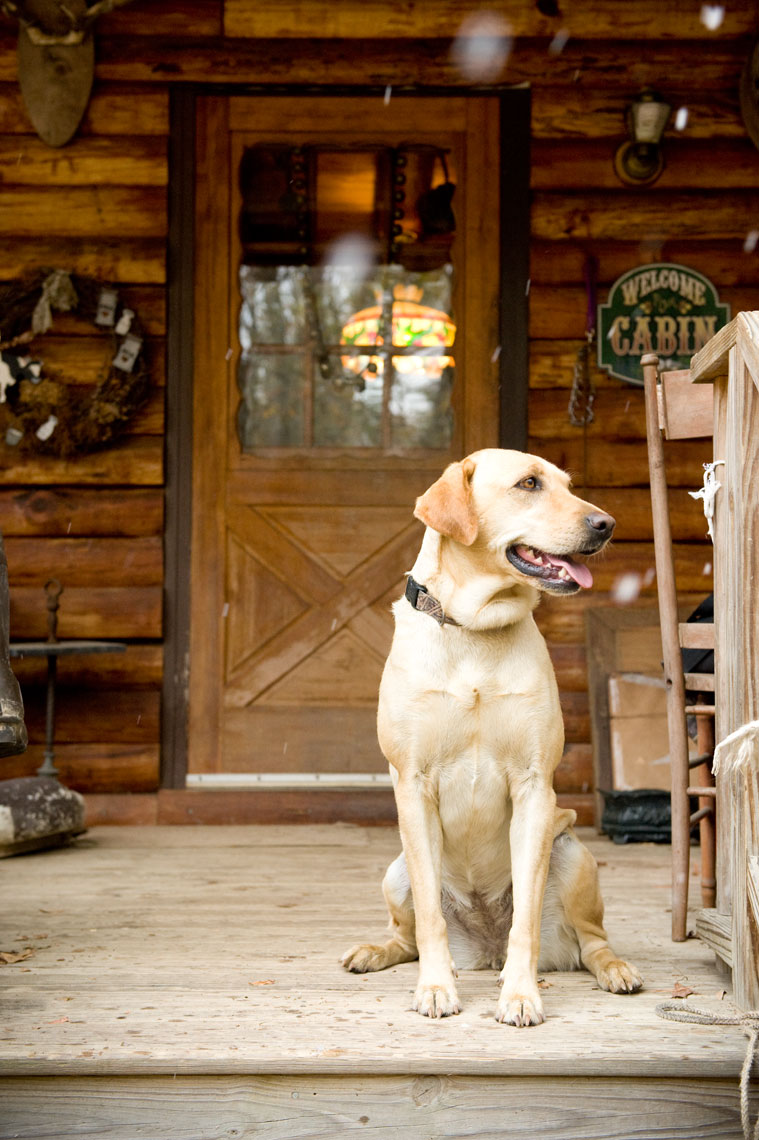 Hunting for waterfowl on the Eastern Shore of Maryland: A yellow Labrador Retriever watches the snow fall from the cabin porch before the hint