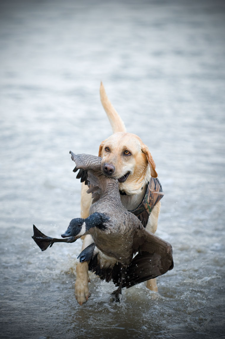 Hunting for waterfowl on the Eastern Shore of Maryland, by Maryland ...