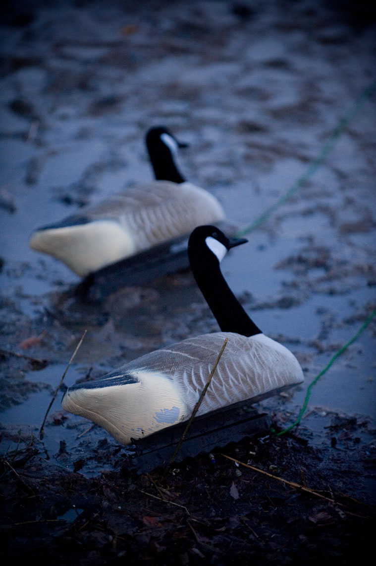 Hunting for waterfowl on the Eastern Shore of Maryland: decoys sit in the marsh awaiting pickup