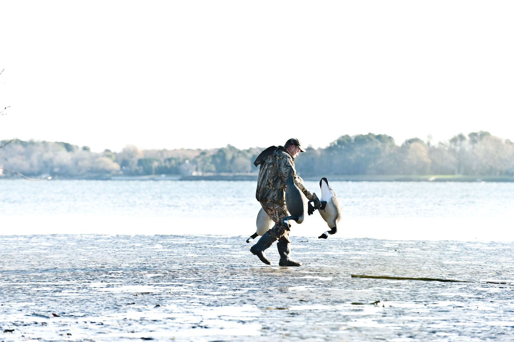Hunting for waterfowl on the Eastern Shore of Maryland: a hunter places standing decoys in the marsh