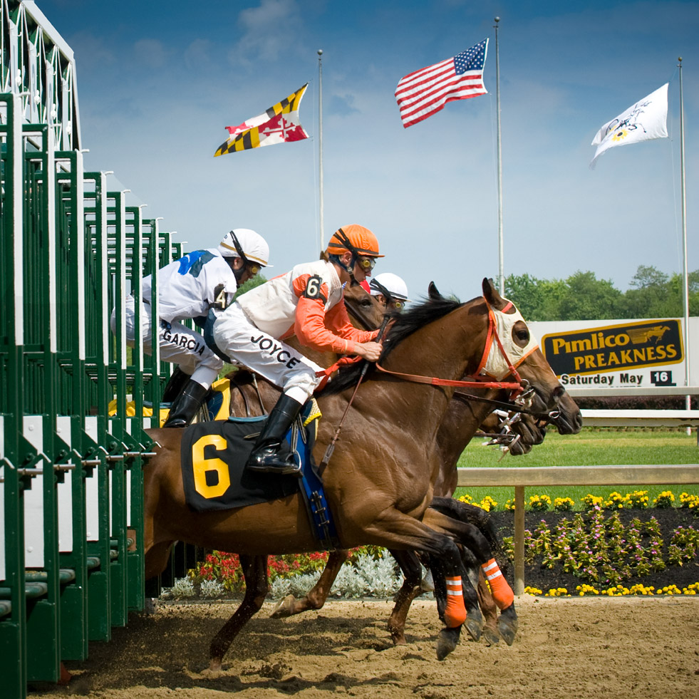 Horses leaping out of the gate at the start of the Preakness Stakes horse race