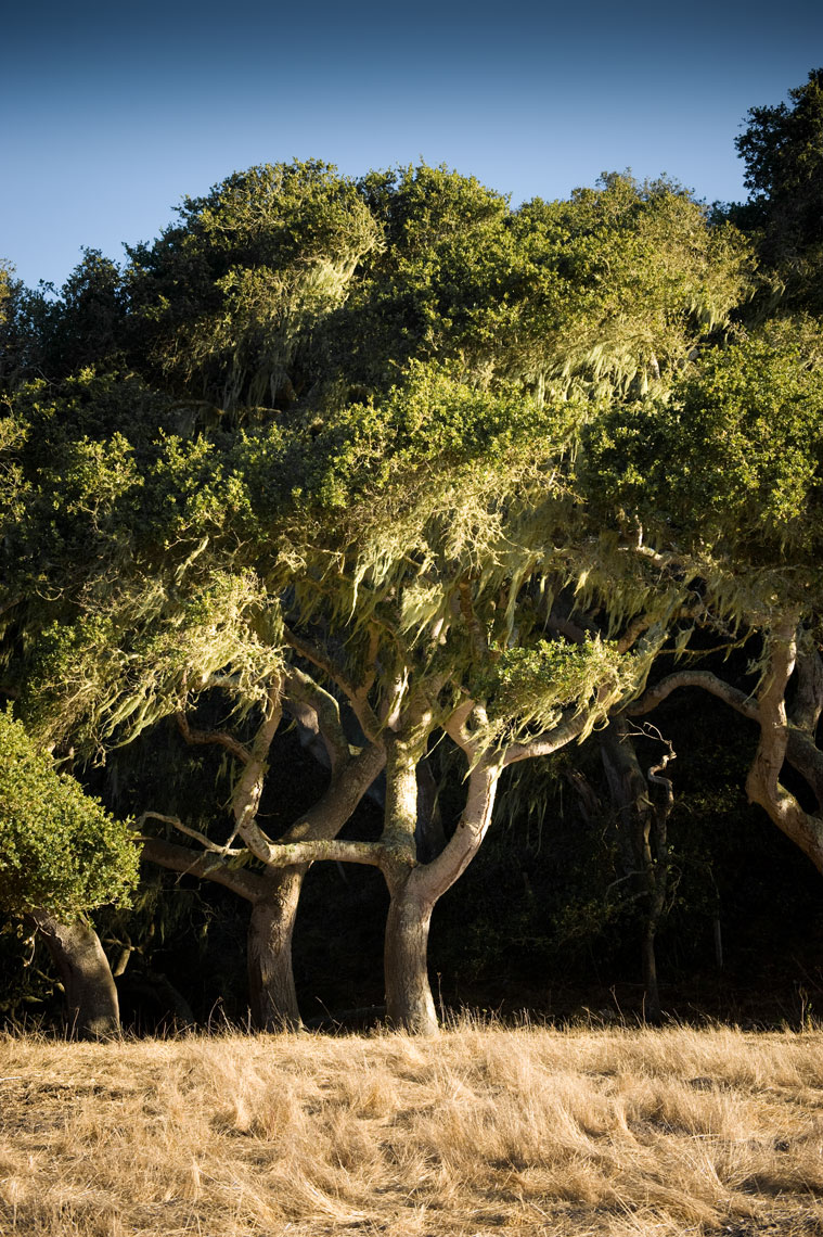 A coastal oak covered with Spanish moss at Palo Corona Ranch in Carmel, California