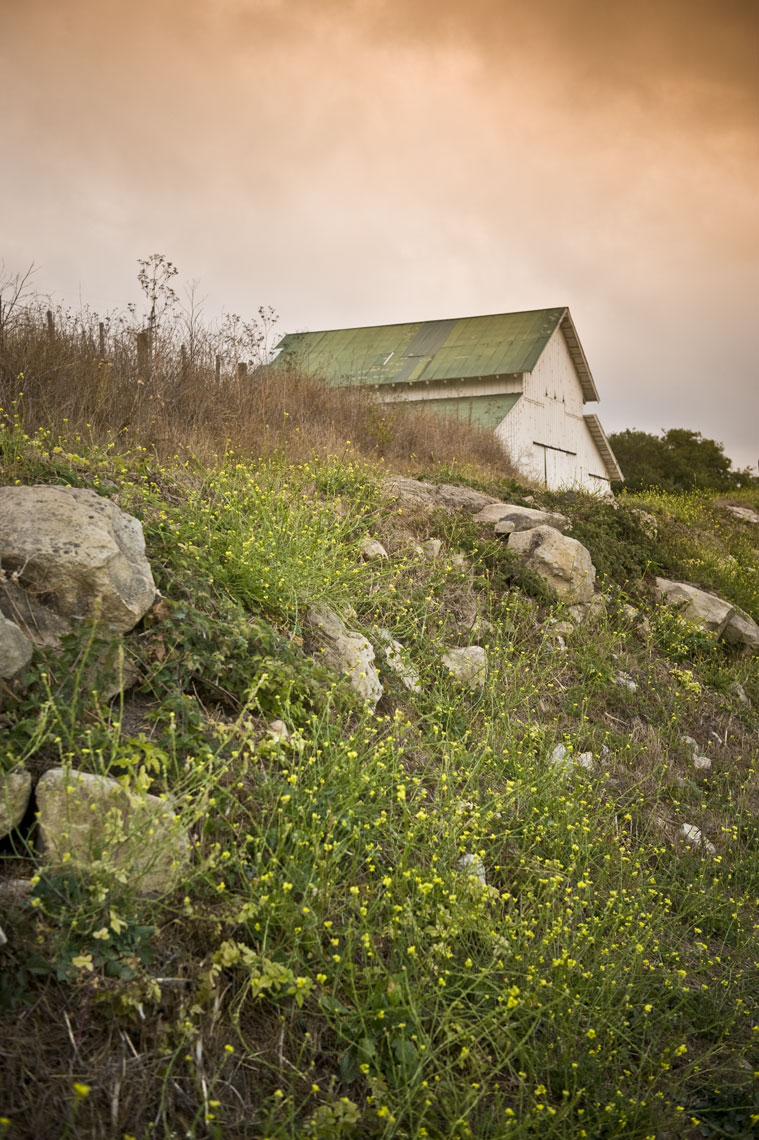 A barn sits atop a hill of mustard seed flowers at Palo Corona Ranch, in Carmel, California