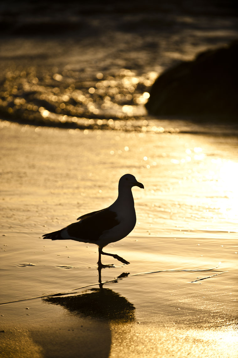 A seagull stands in the sunset at Asilomar State Beach, Pacific Grove, California