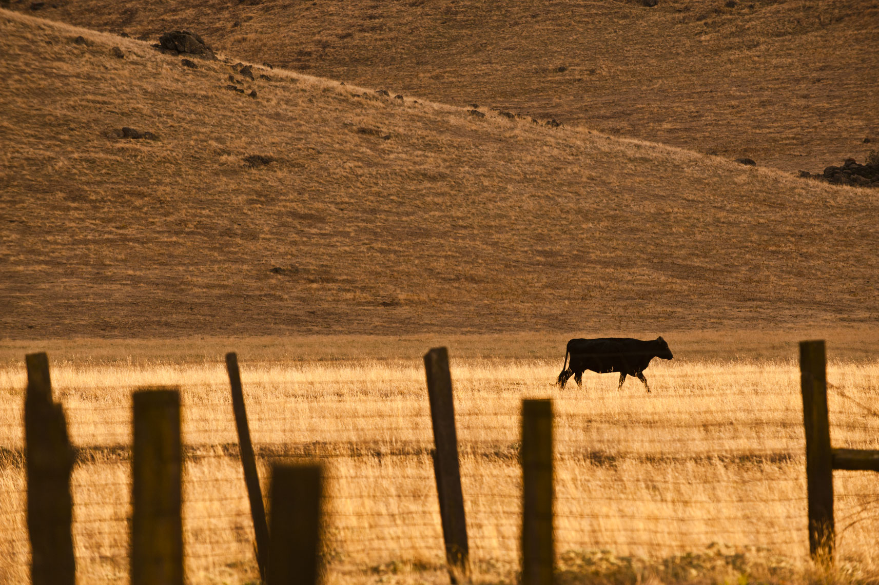 A silhouetted cow walks across a golden field in the Yokohl Valley, California