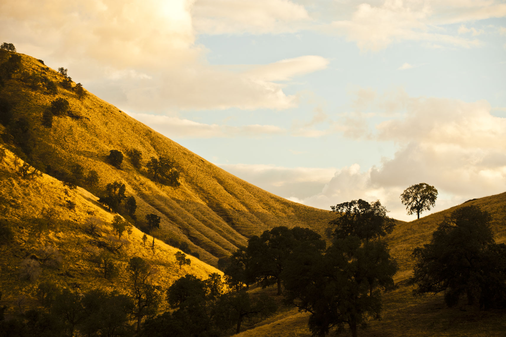 A golden grass covered hill slope in the Yokohl Valley of California