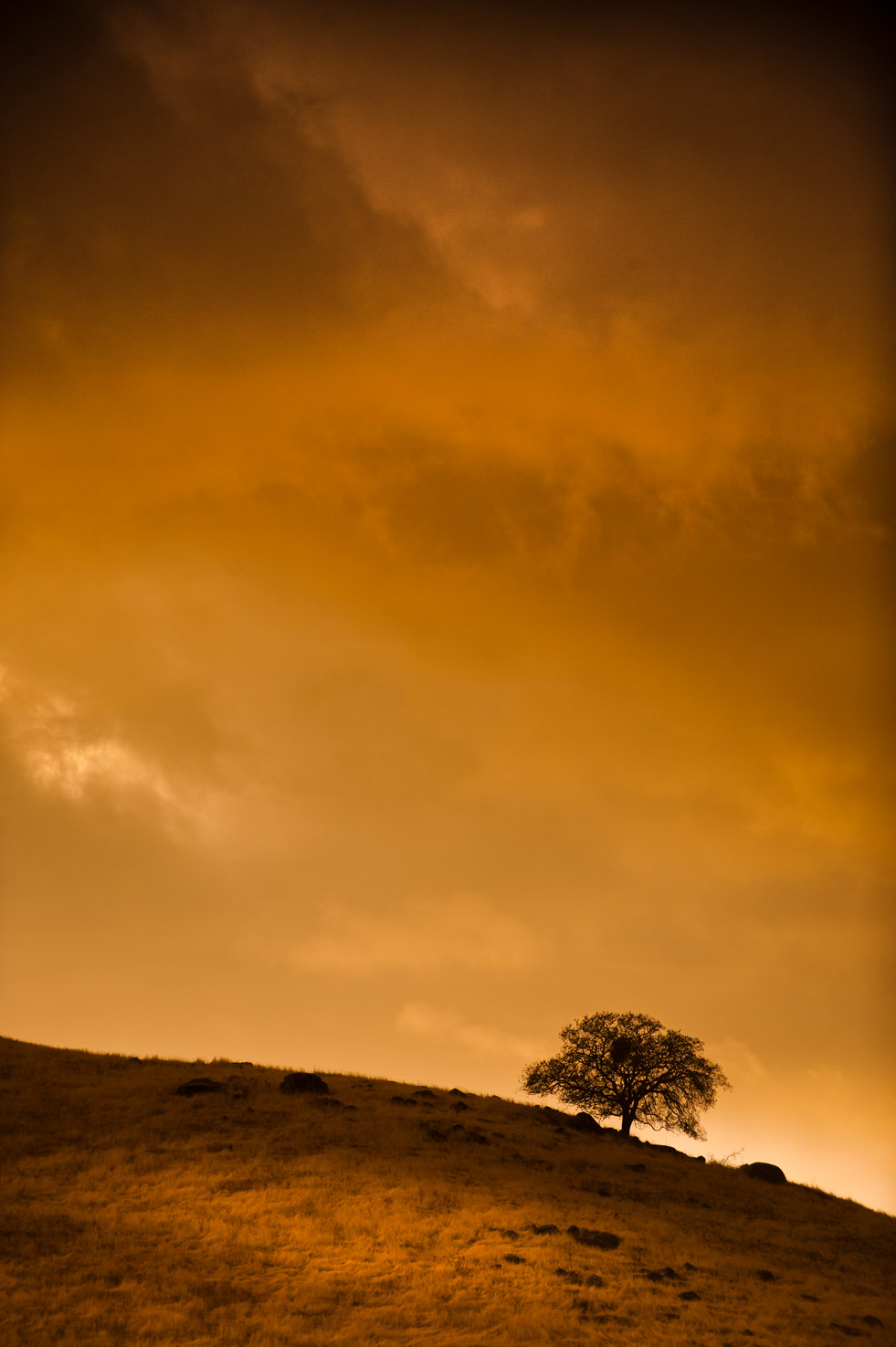 A lone tree is silhouetted by the sunset on a hilltop in the Yokohl Valley, California