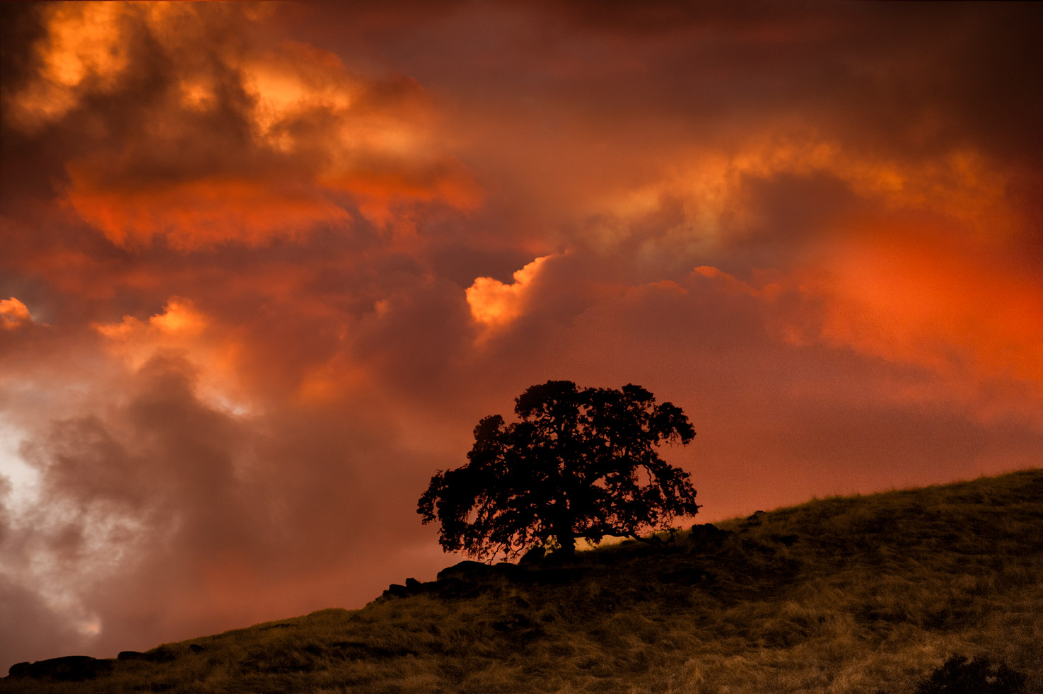 A single tree silhouetted against a stormy sunset  in Yokohl Valley, California