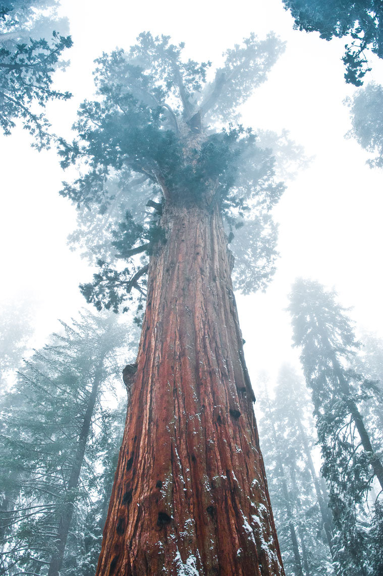 General Sherman, Sequoia, California landscape photography by Mike Morgan.