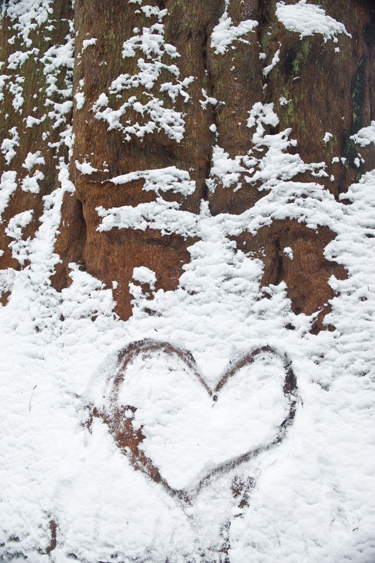 A message in the snow on a redwood in Sequoia National Park, California