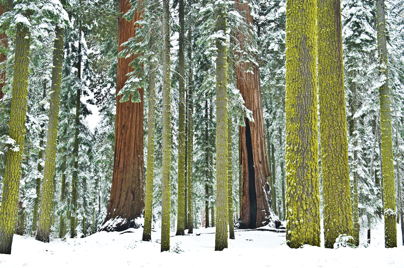 Redwoods and sugar pine trees coated in snow in Sequoia National Park, California