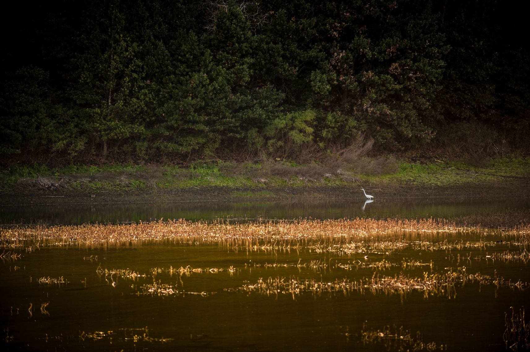 A great white egret hunts for fish in a marsh in Moraga, California