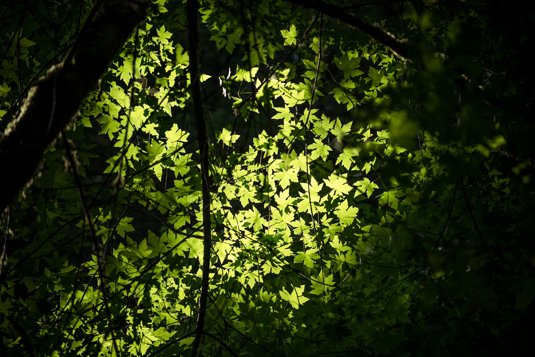 Sun shines through maple leaves at Muir Woods, California