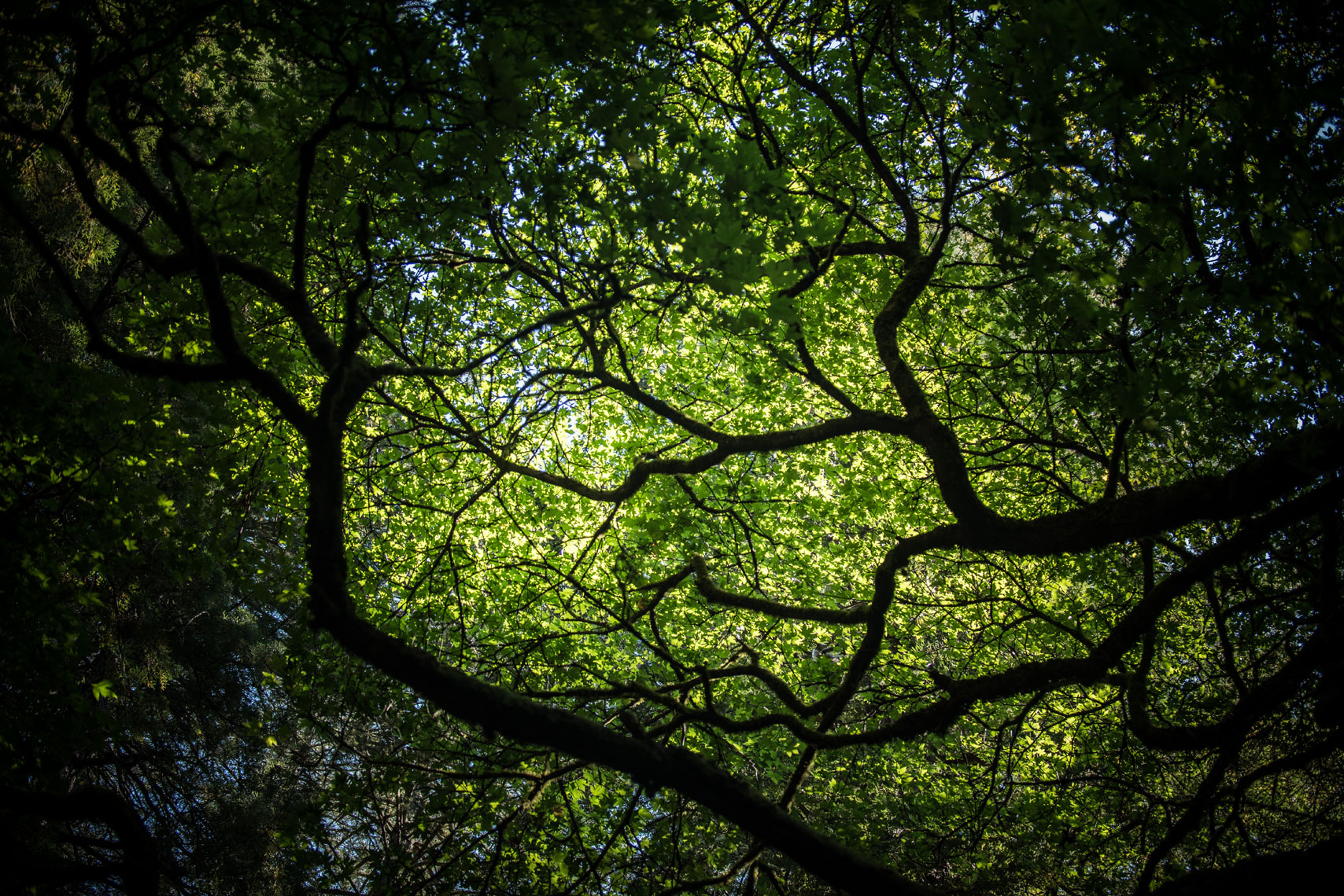 Sunlight shines through maple leaves inMuir Woods, California