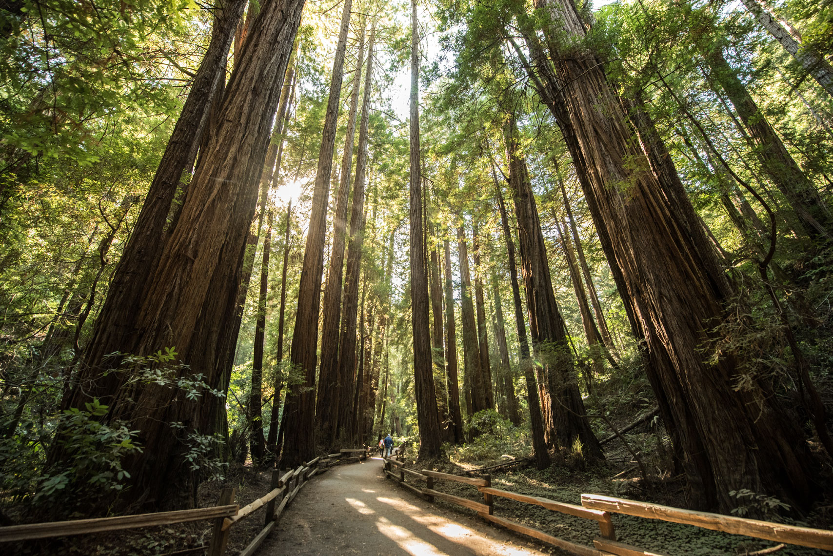 A meandering path through the coastal redwoods at Muir Woods, California