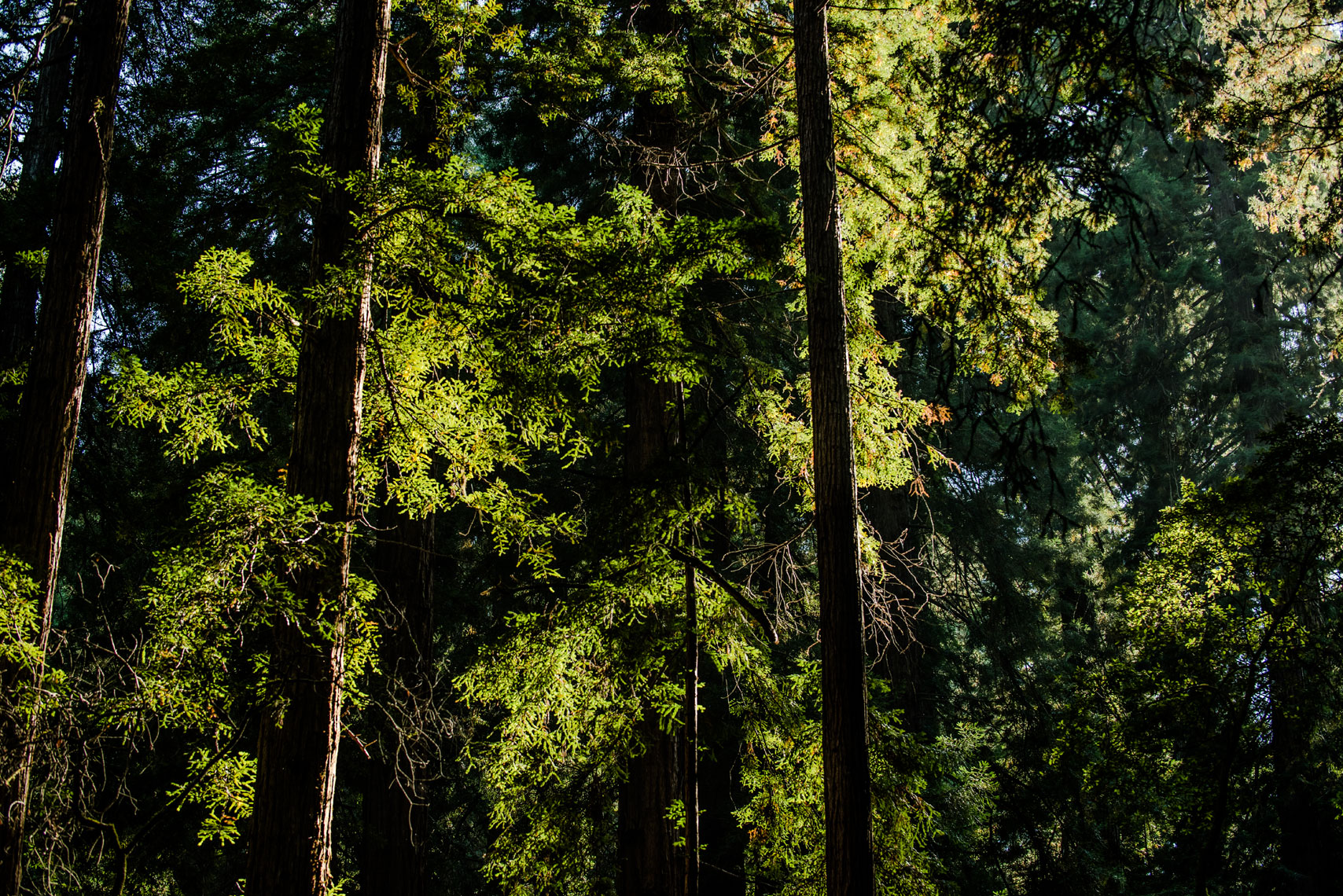 Red fir trees backlit by the sun in Muir Woods, California