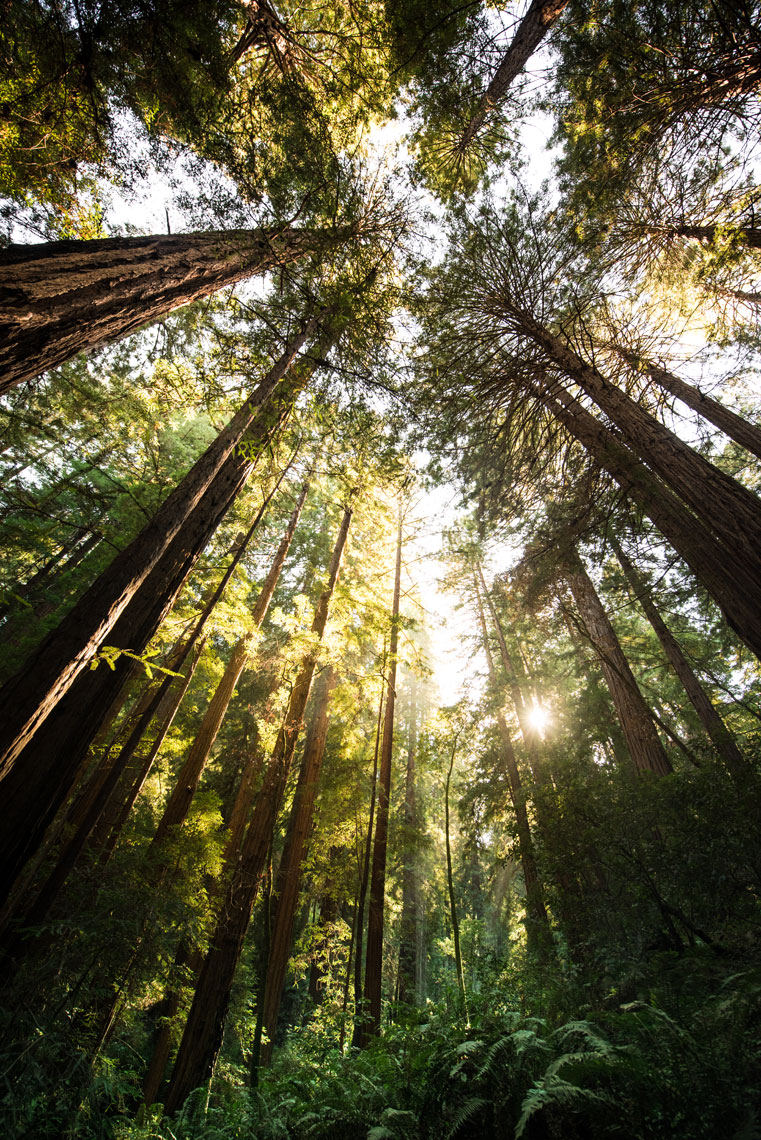 Sun shines down from above coastal redwoods at Muir Woods, California