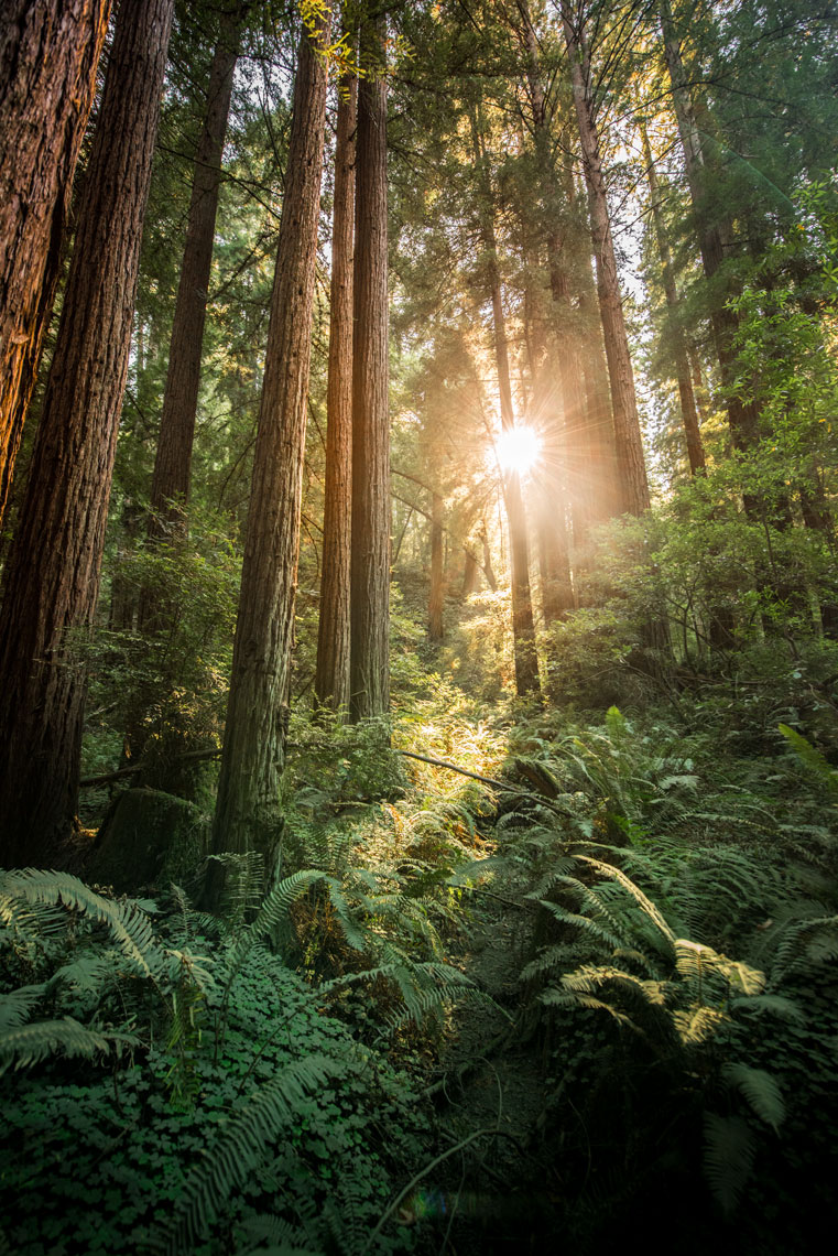 The sun sets in a canyon of ferns and coastal redwoods, in Muir Woods, California