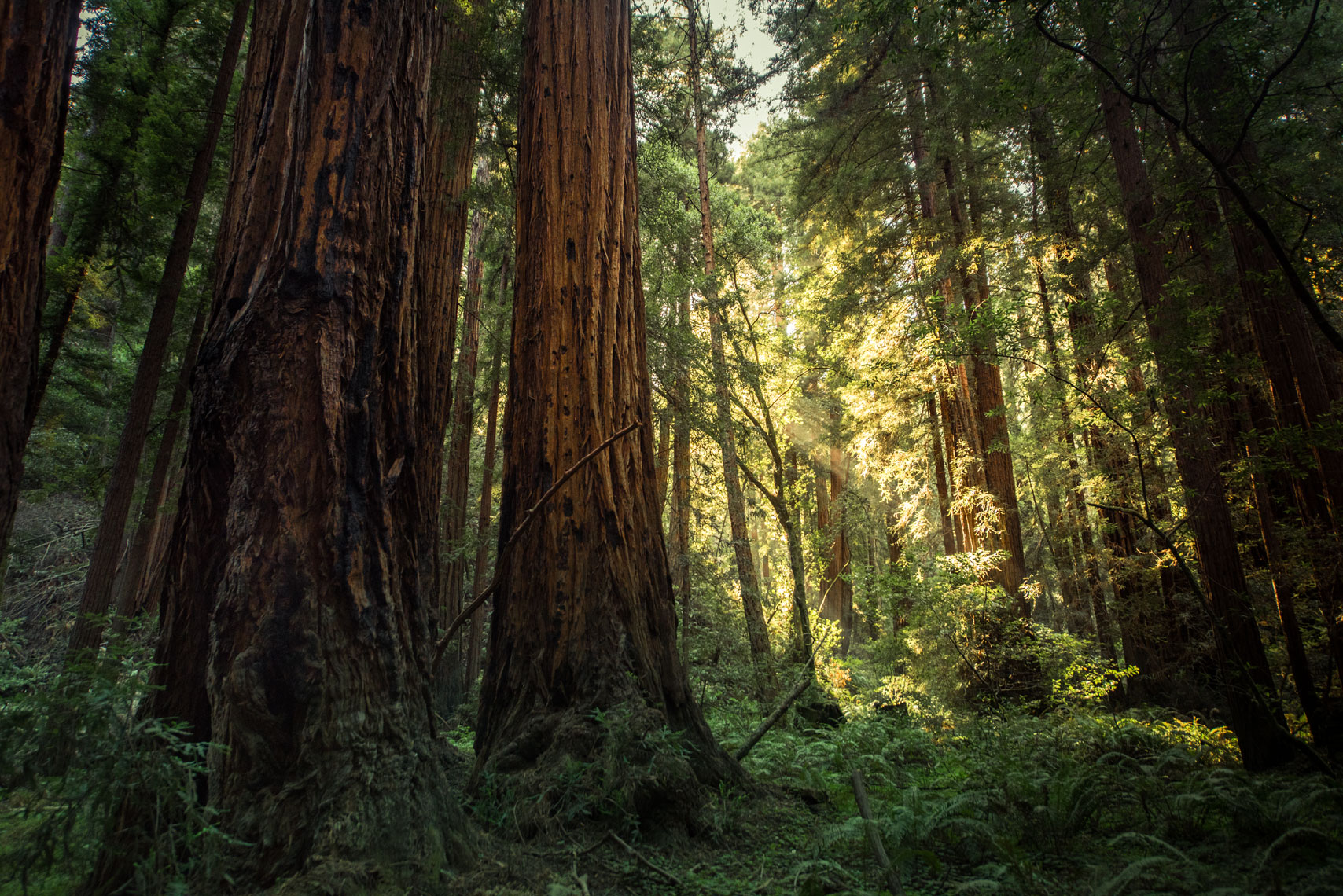Sunlight streaming through the coastal redwoods at Muir Woods, California