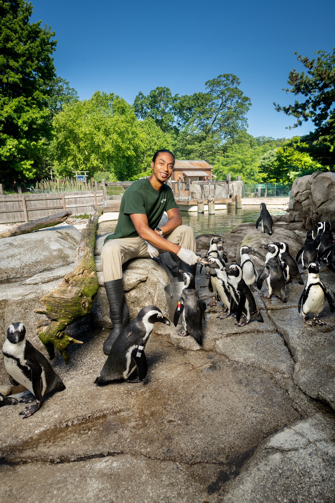 Zookeeper Ransom Livingston seated and feeding South African penguins at the Maryland Zoo